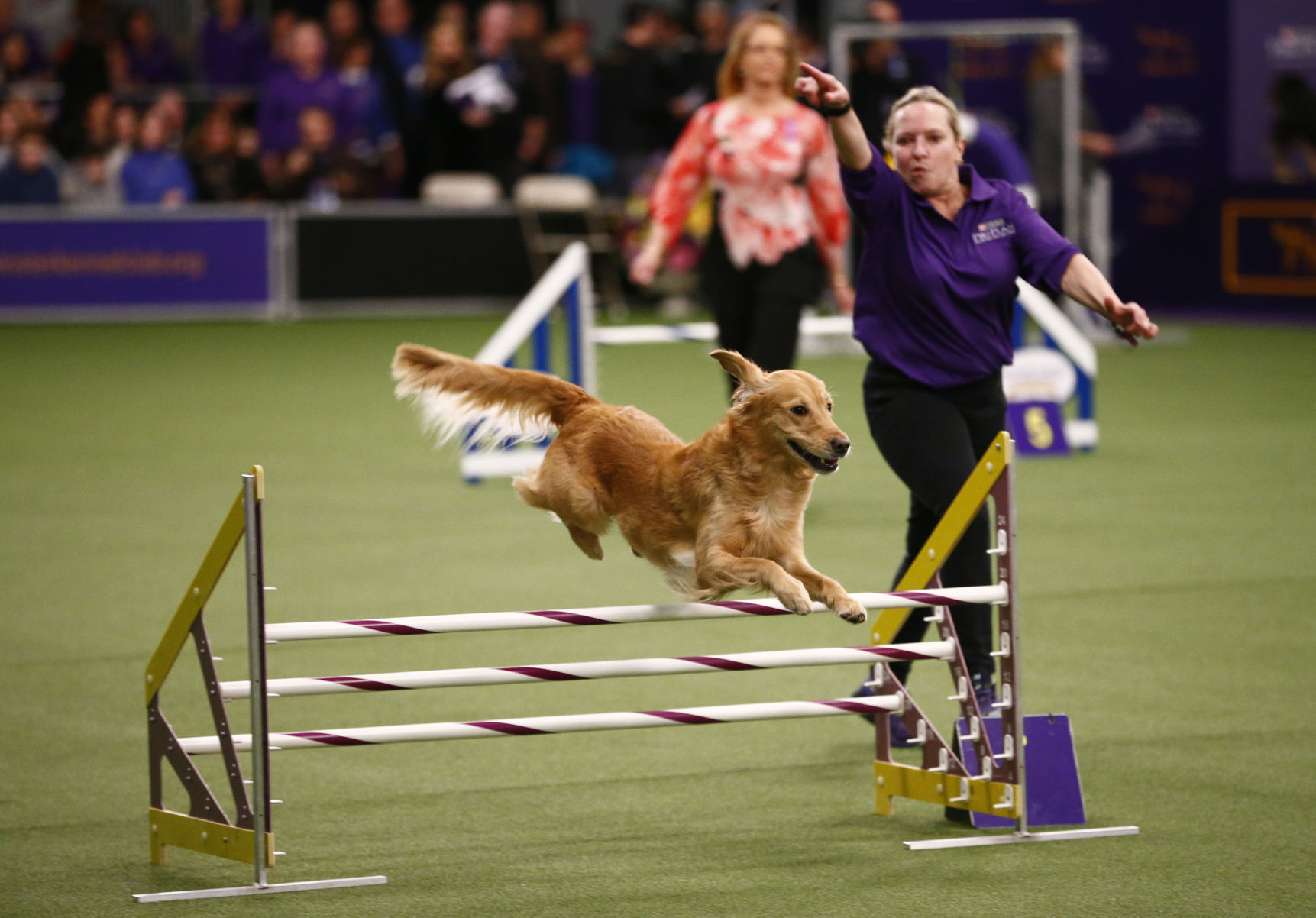 Westminster Kennel Club Dog Show